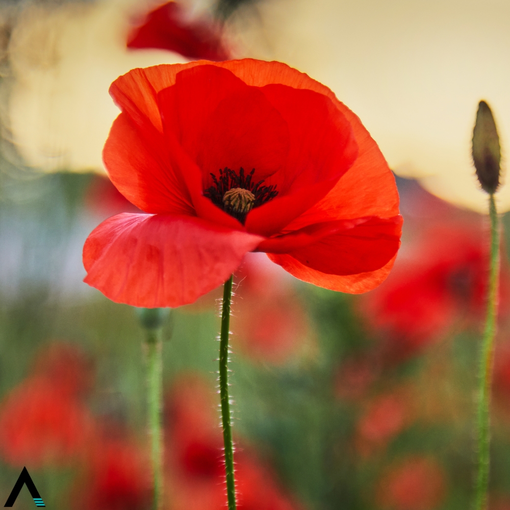 amapola roja